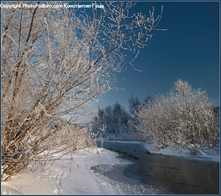 Bird, Goose, Waterfowl, Frost, Ice, Outdoors, Snow