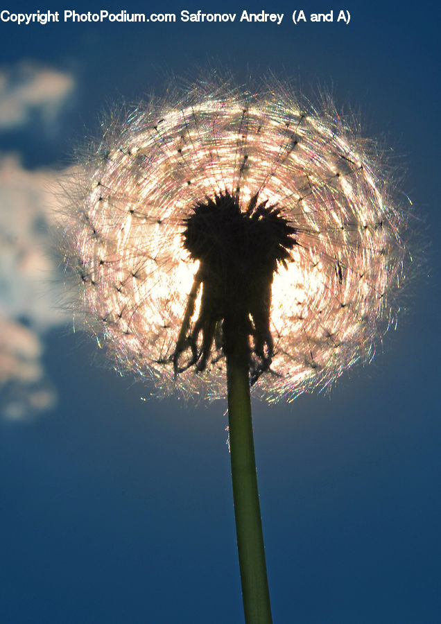 Dandelion, Flower, Plant