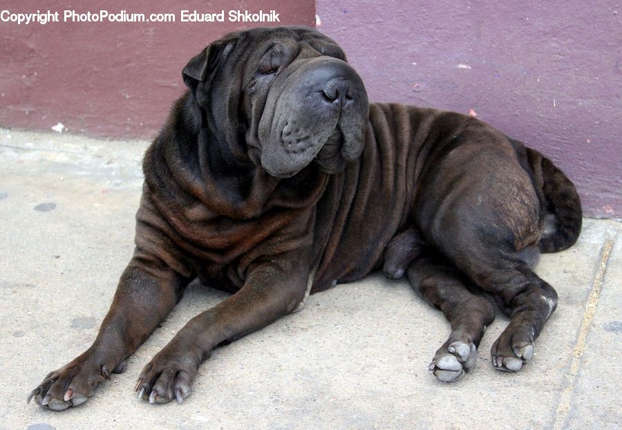 Animal, Boxer, Bulldog, Canine, Dog, Mammal, Pet