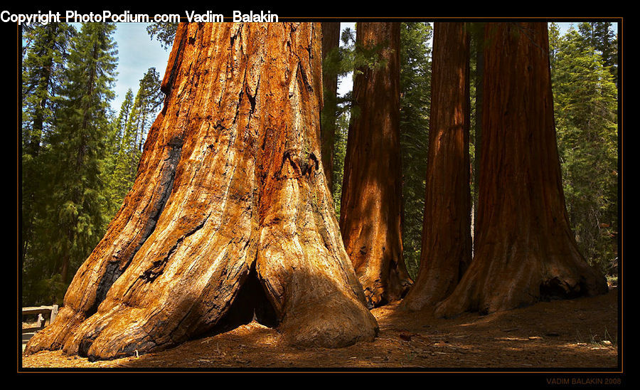 Fir, Redwood, Tree, Wood, Forest, Vegetation, Grove