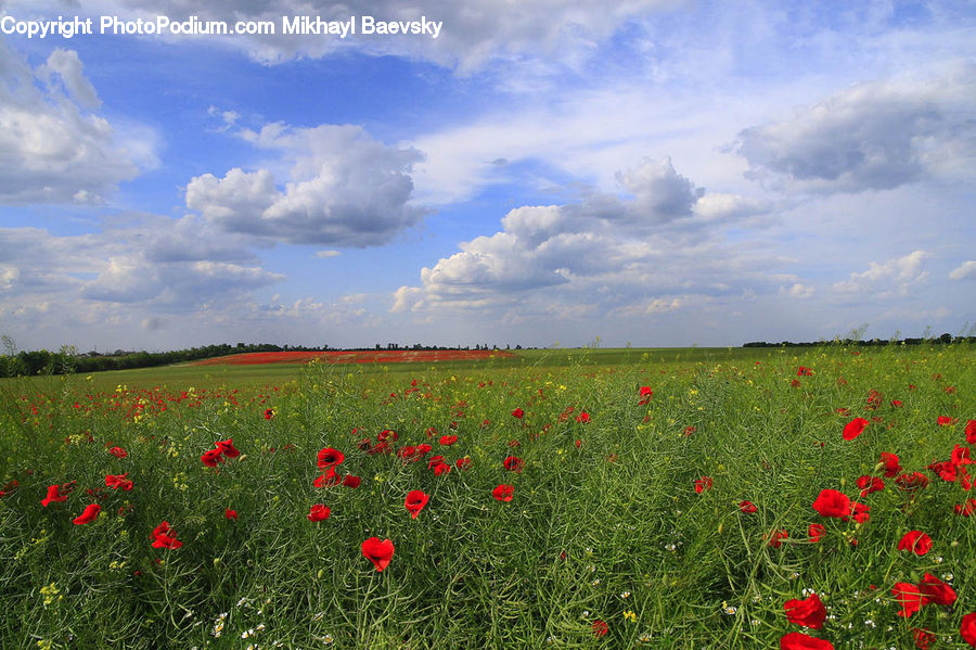 Blossom, Flora, Flower, Plant, Poppy, Field, Grass
