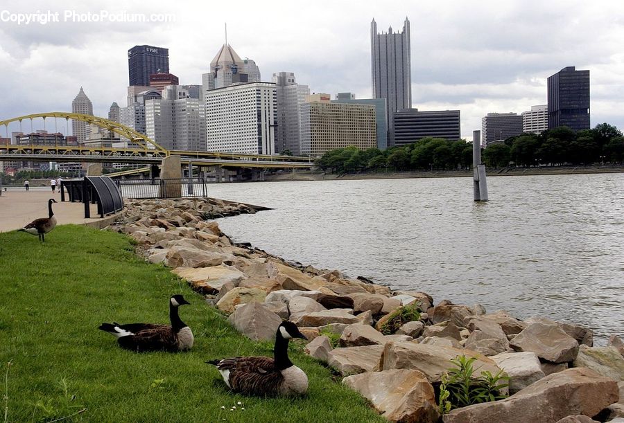 Bird, Goose, Waterfowl, Construction, City, Downtown, Building