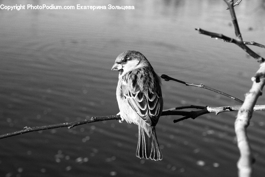Bird, Sparrow, Boardwalk, Deck, Path, Sidewalk, Walkway
