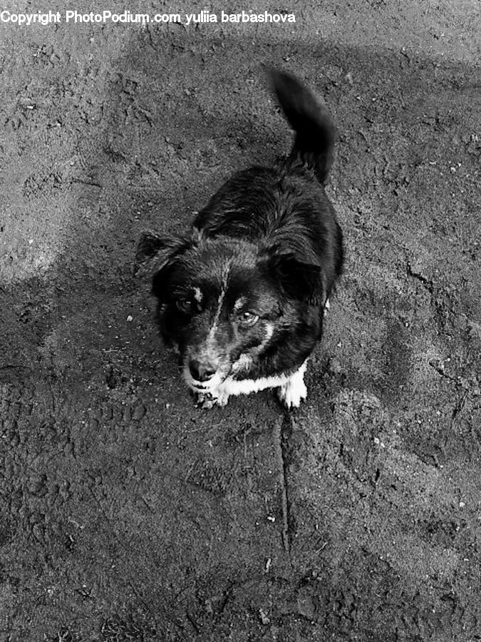 Animal, Canine, Cocker Spaniel, Dog, Mammal, Pet, Spaniel