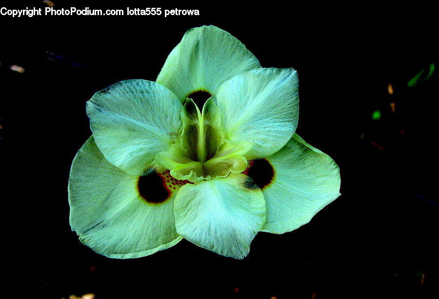 Flora, Flower, Hibiscus, Plant, Poppy, Gladiolus, Fiber