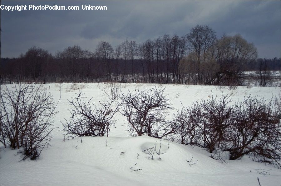 Ice, Outdoors, Snow, Conifer, Fir, Pine, Spruce