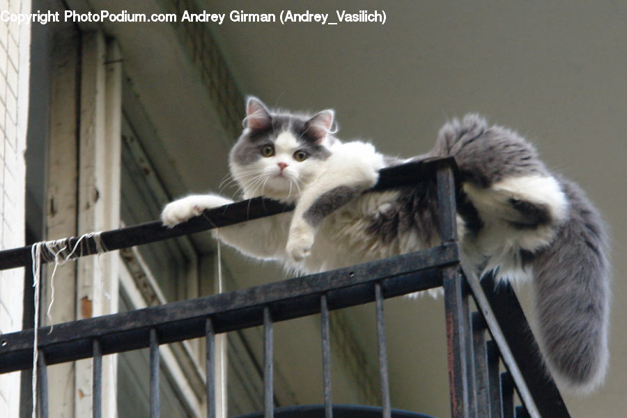 Animal, Cat, Pet, Siamese, Kitten, Mammal, Manx