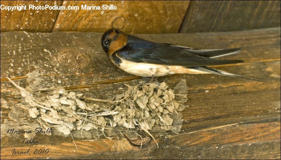 Bird, Swallow