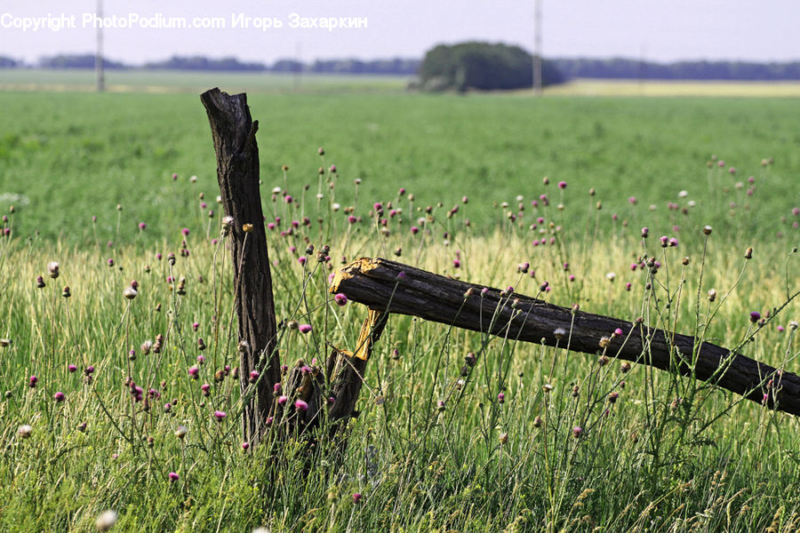 Field, Grass, Grassland, Plant, Land, Outdoors, Blossom