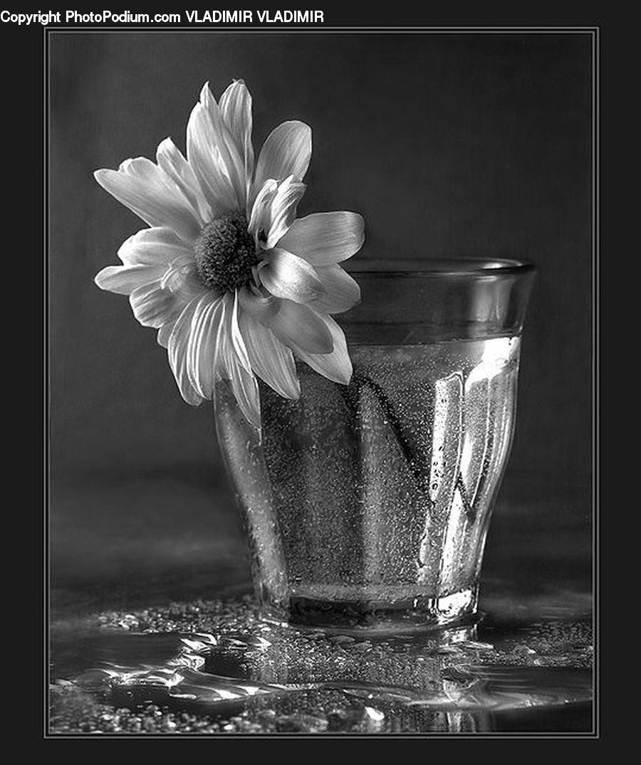 Cup, Jar, Porcelain, Vase, Cosmos, Daisies, Daisy