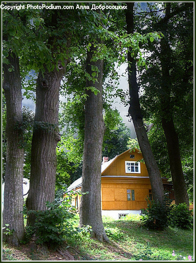 Plant, Vine, Tree, Building, Cottage, Housing, Ivy