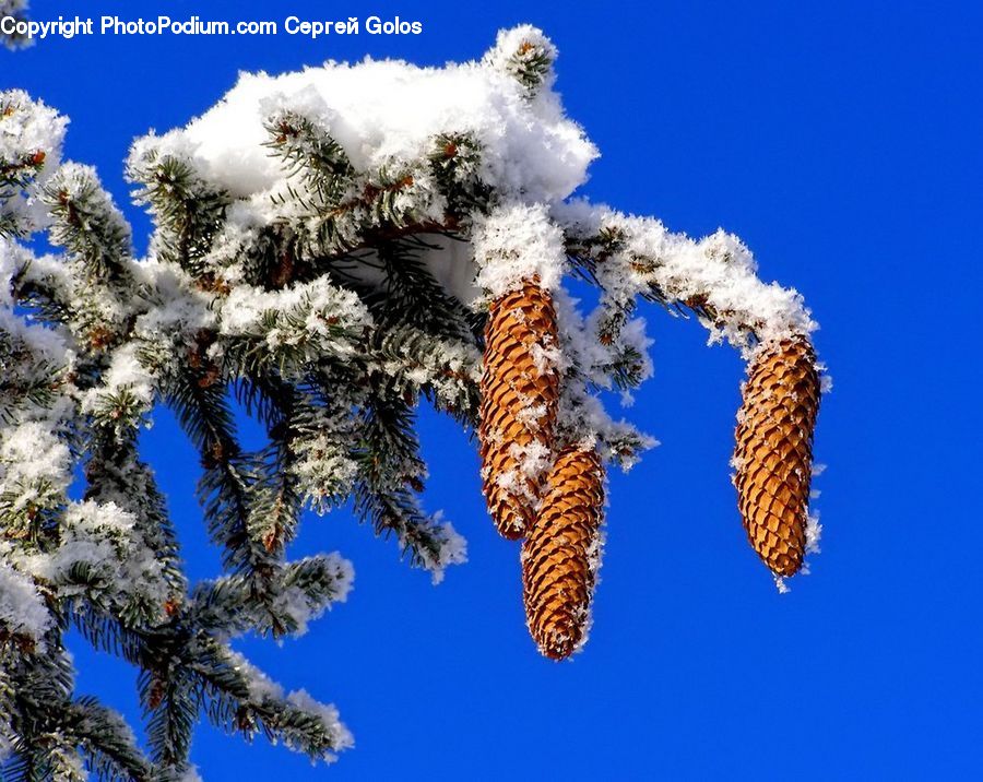Frost, Ice, Outdoors, Snow, Conifer, Fir, Plant