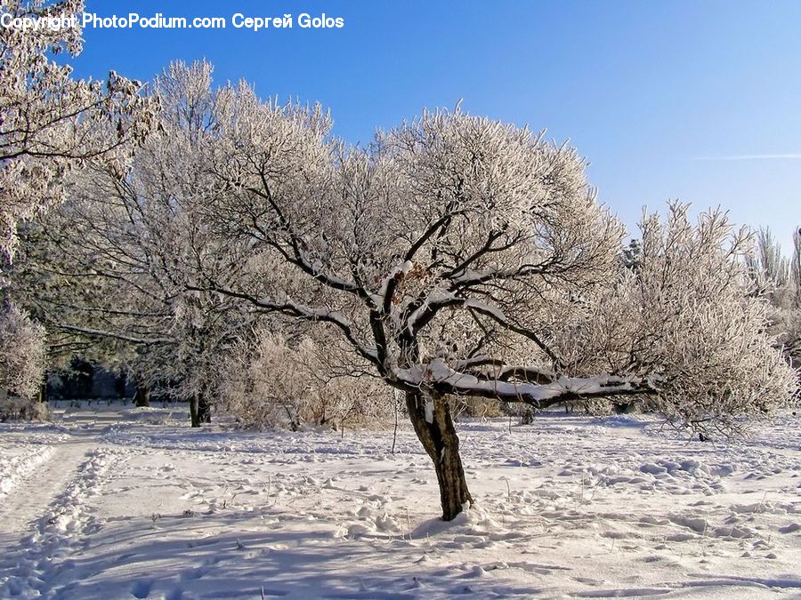 Frost, Ice, Outdoors, Snow, Plant, Tree, Blossom