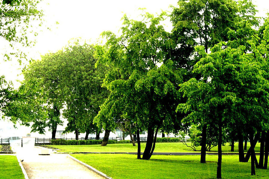 Plant, Tree, Oak, Wood, Conifer, Fir, Forest