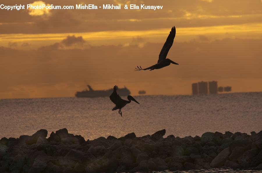 Bird, Coast, Outdoors, Sea, Water, Dawn, Dusk