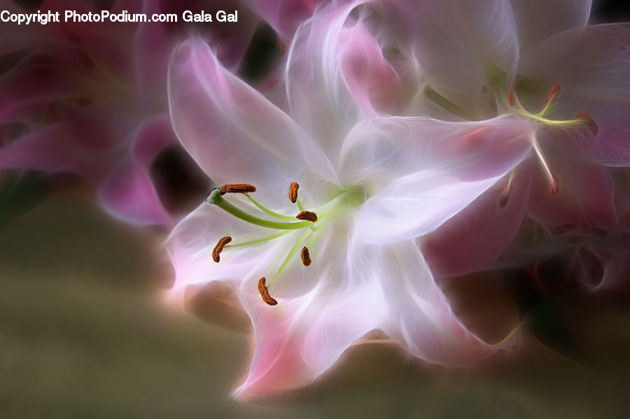 Blossom, Flora, Flower, Geranium, Plant, Lilac, Anther