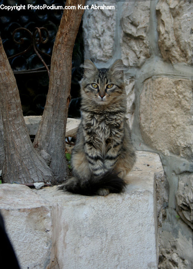 Animal, Cat, Kitten, Mammal, Pet, Manx, Ancient Egypt