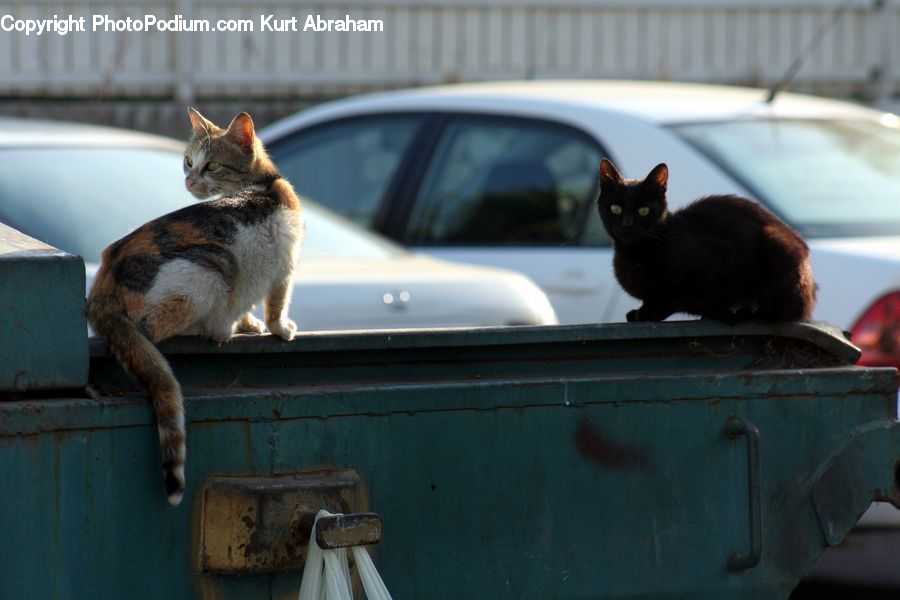 Luggage, Suitcase, Automobile, Car, Vehicle, Animal, Cat