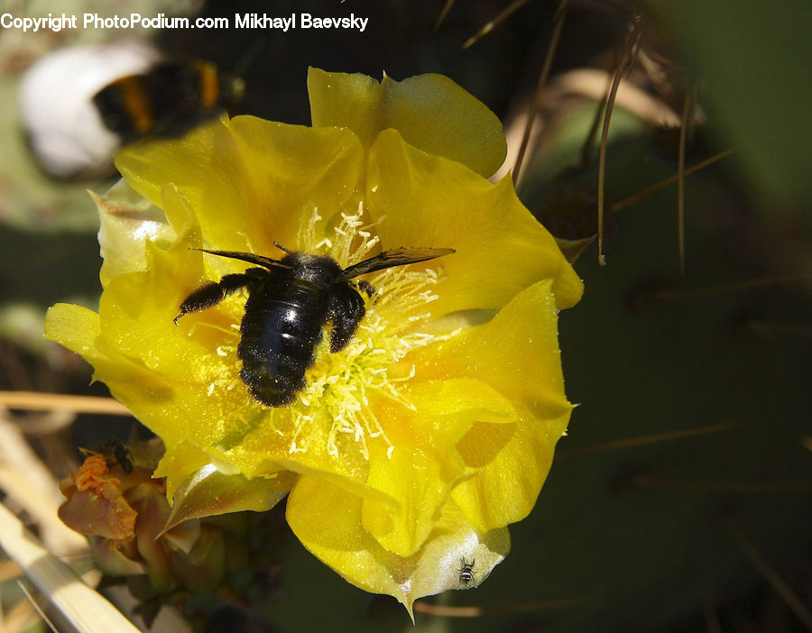 Bee, Insect, Invertebrate, Andrena, Apidae, Bumblebee, Honey Bee