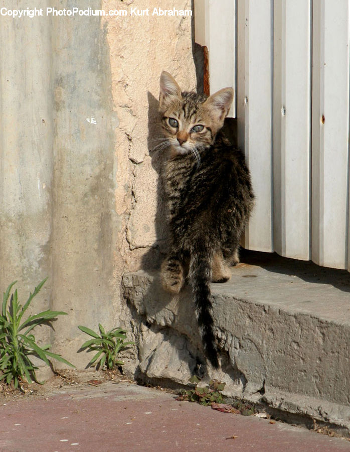 Animal, Cat, Kitten, Mammal, Pet, Abyssinian, Adorable
