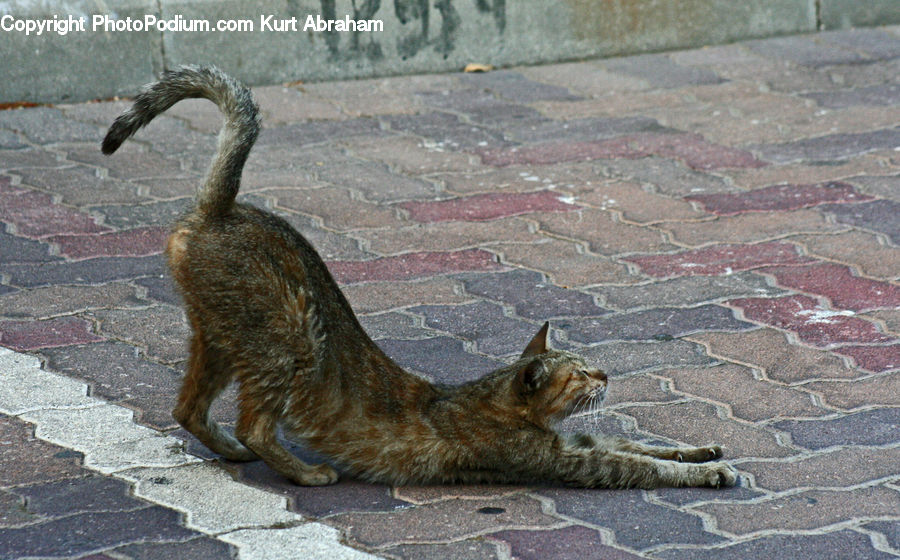 Abyssinian, Animal, Cat, Mammal, Pet, Bird, Pelican