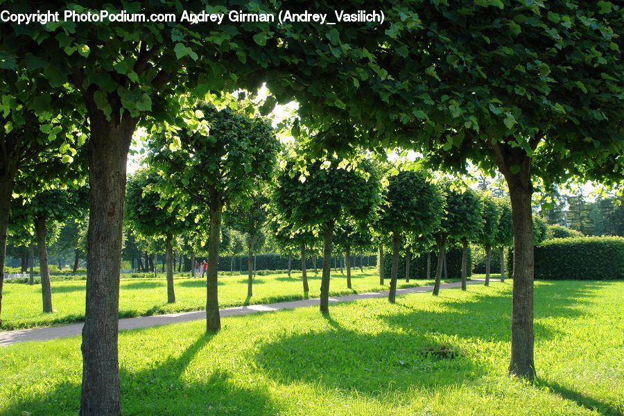 Yard, Park, Fir, Forest, Grove, Vegetation, Conifer