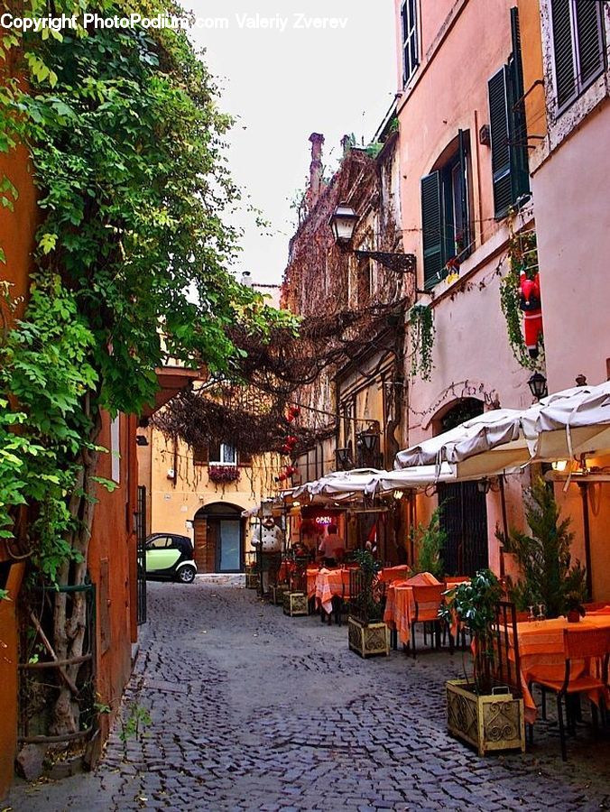 Plant, Potted Plant, Alley, Alleyway, Road, Street, Town