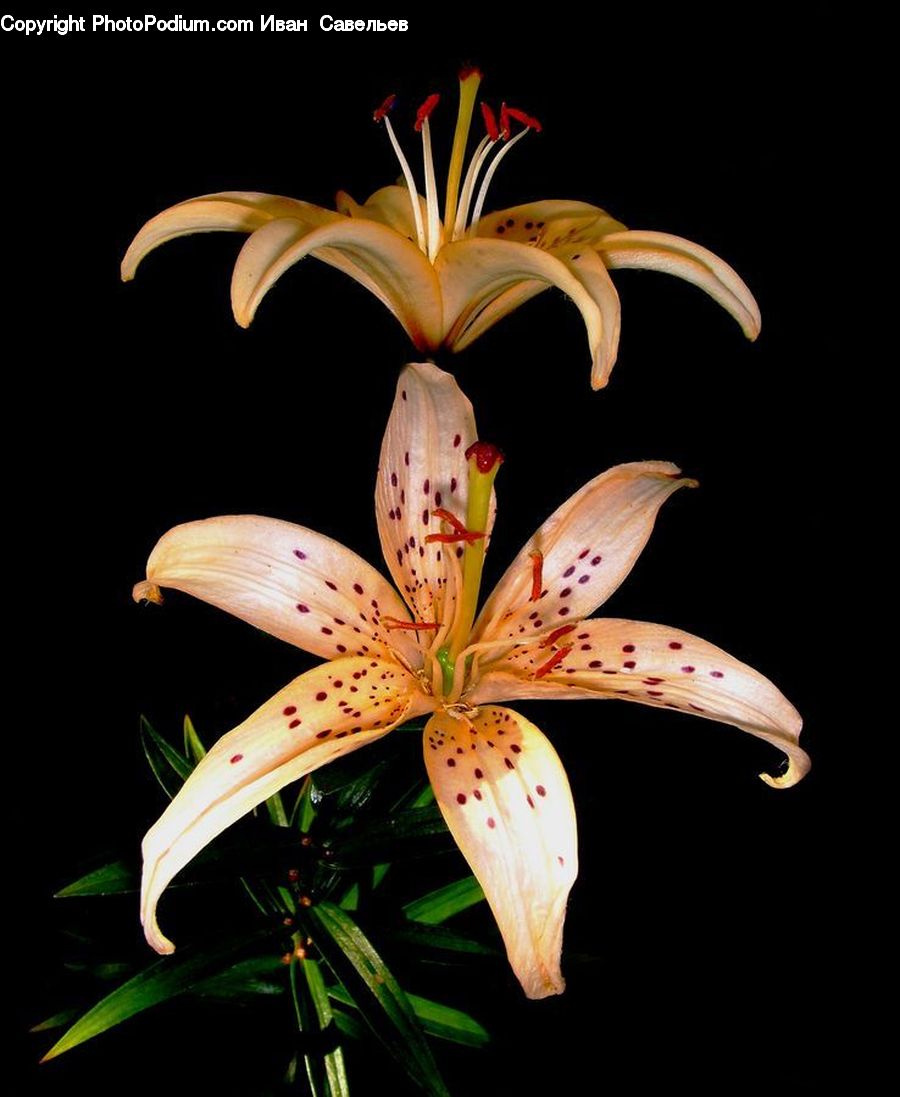 Flora, Flower, Lily, Plant, Blossom, Geranium