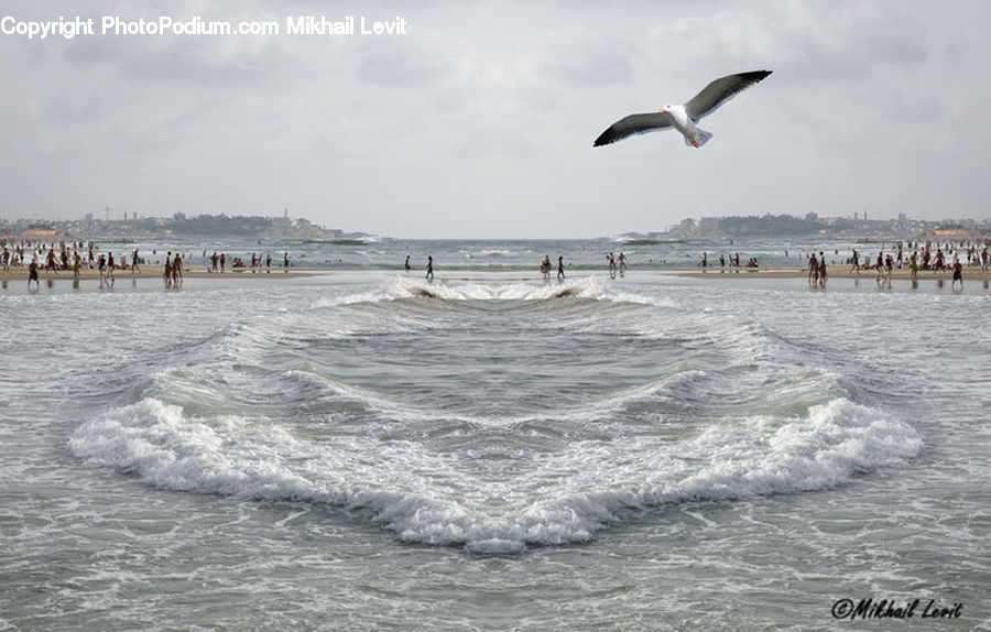 Bird, Seagull, Albatross, Beach, Coast, Outdoors, Sea