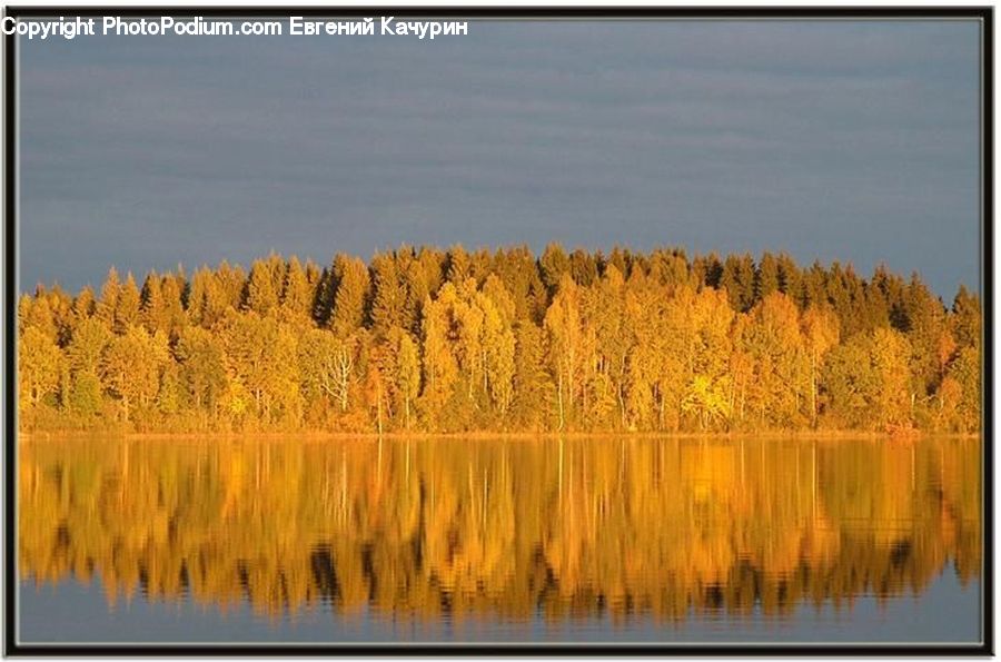 Conifer, Larch, Tree, Wood, Fir, Plant, White Board