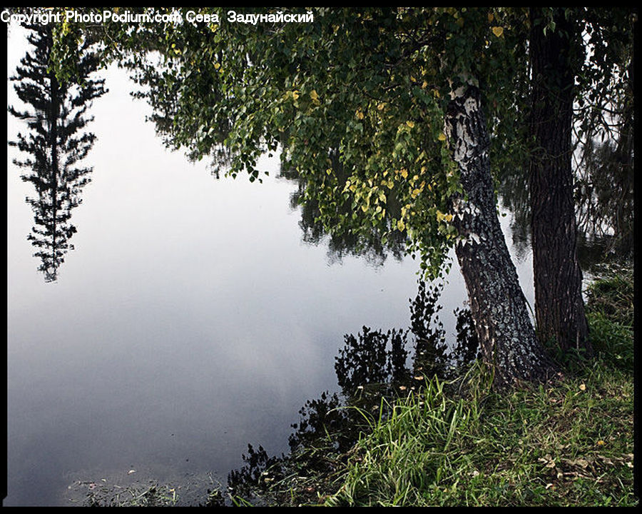 Forest, Vegetation, Conifer, Fir, Plant, Tree, Bush