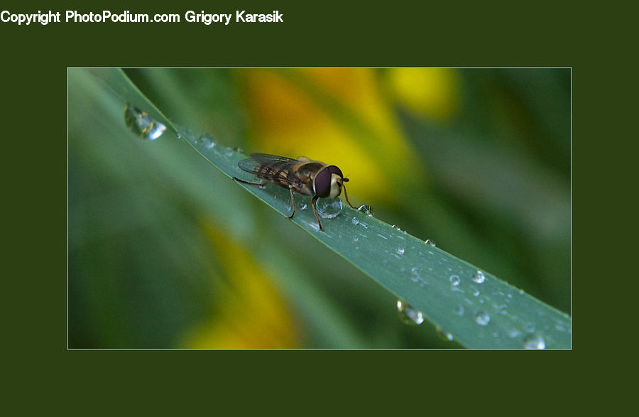 Anisoptera, Dragonfly, Insect, Invertebrate, Bee, Hornet, Wasp