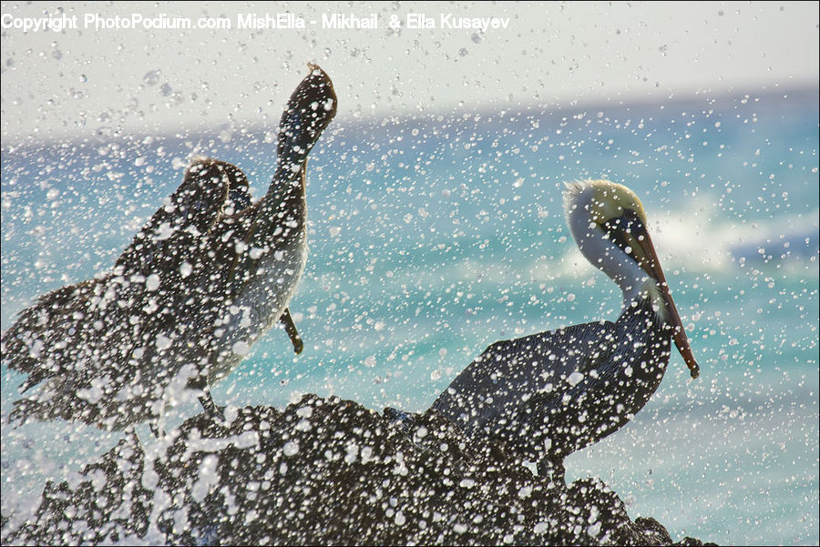 Bird, Grouse, Ptarmigan, Water, Sport, Swimming, Outdoors