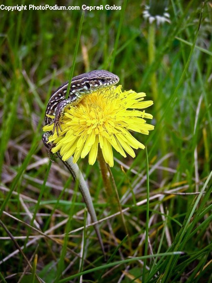Asteraceae, Blossom, Flora, Flower, Plant, Aster, Outdoors