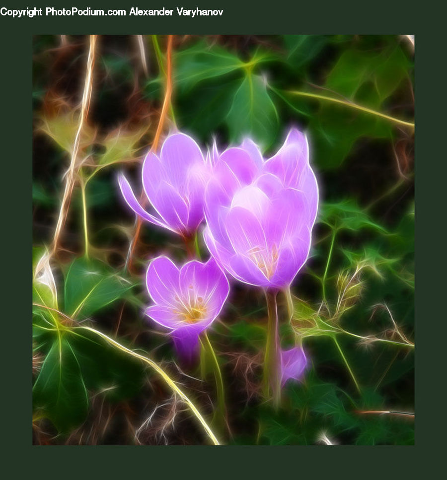 Blossom, Flora, Flower, Geranium, Plant, Crocus, Violet