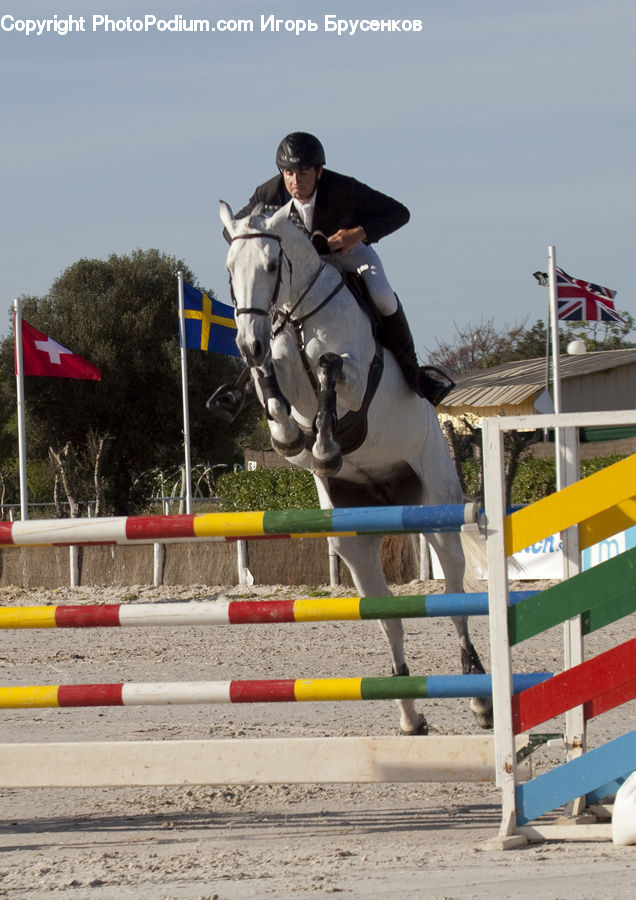 People, Person, Human, Animal, Equestrian, Horse, Mammal