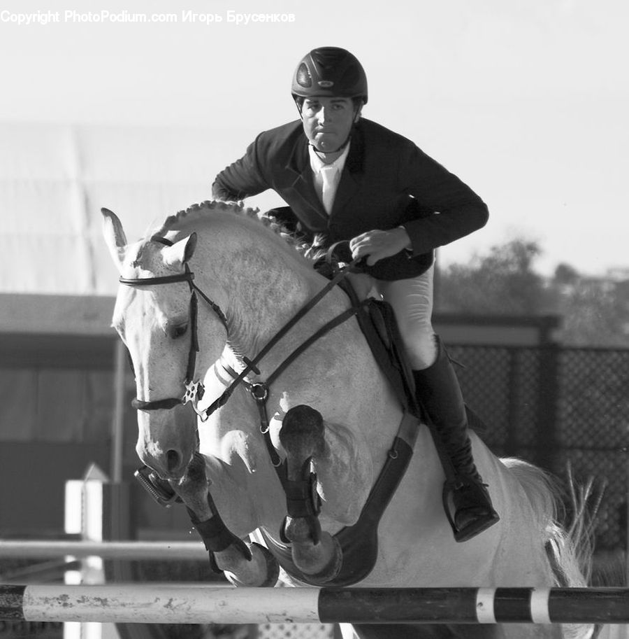 People, Person, Human, Animal, Horse, Mammal
