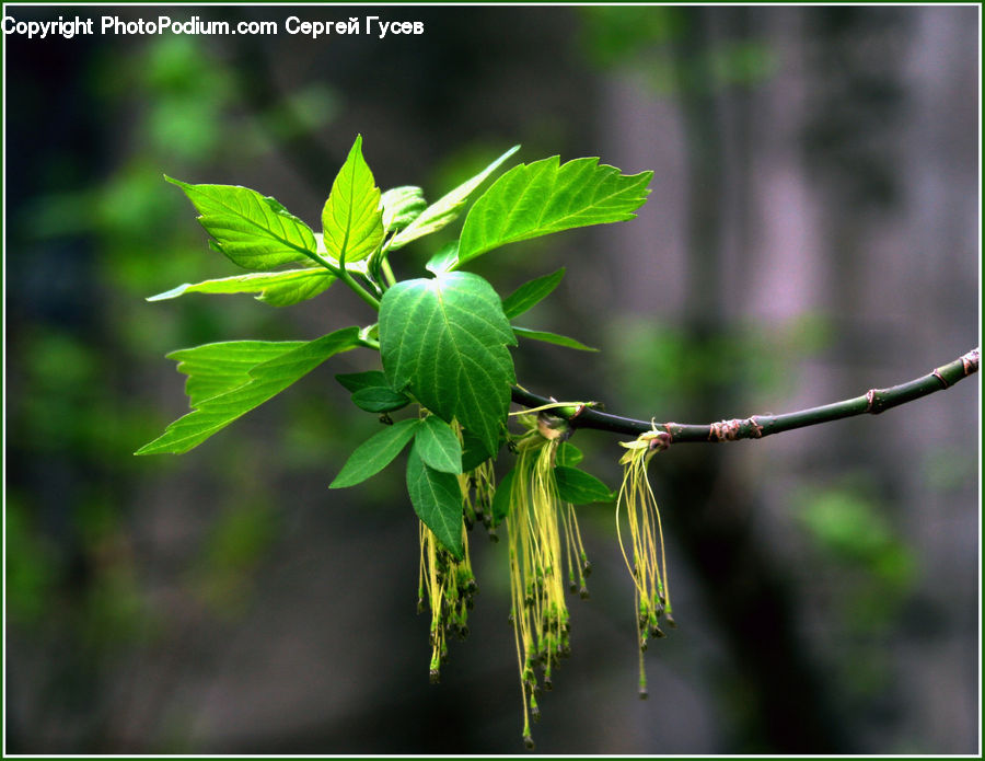 Plant, Blossom, Flora, Flower, Geranium, Conifer, Fir