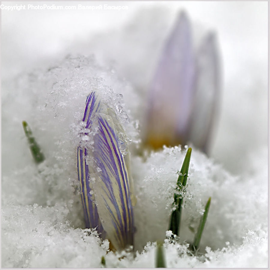 Blossom, Crocus, Flora, Flower, Plant, Ice, Outdoors