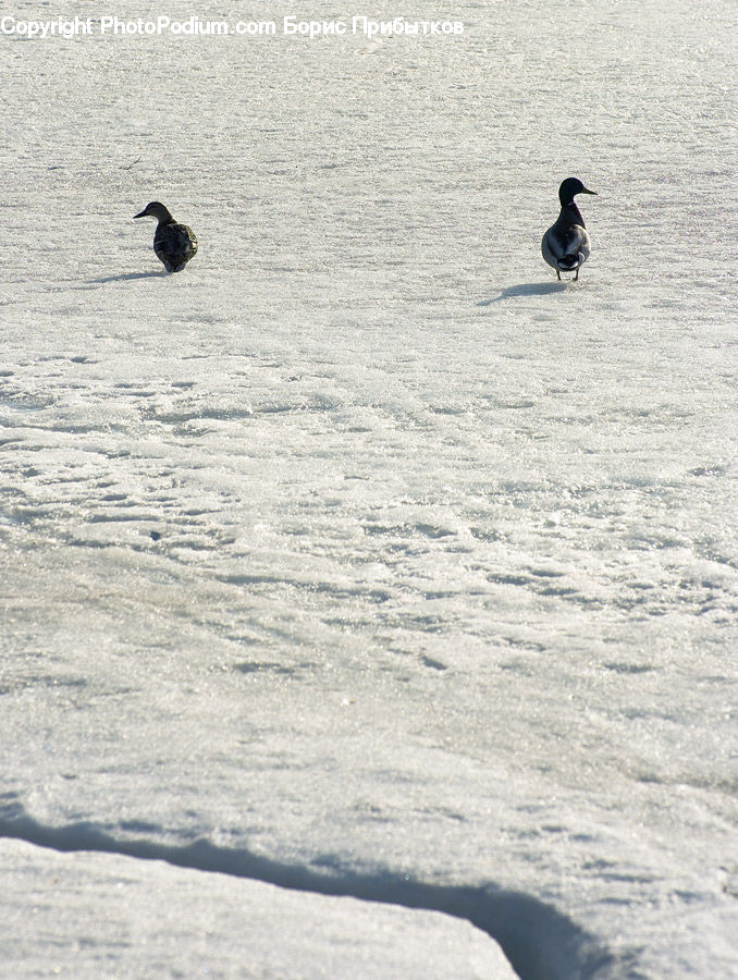 Bird, Cormorant, Waterfowl, Leisure Activities, Outdoors, Sea, Water