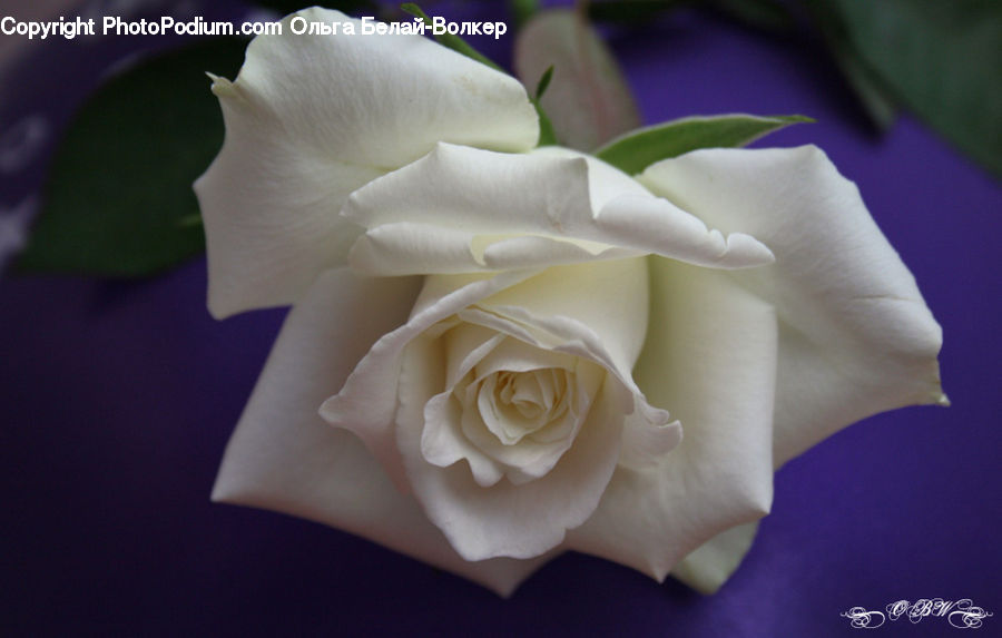 Blossom, Flower, Plant, Rose, Flower Arrangement, Flower Bouquet, Flora