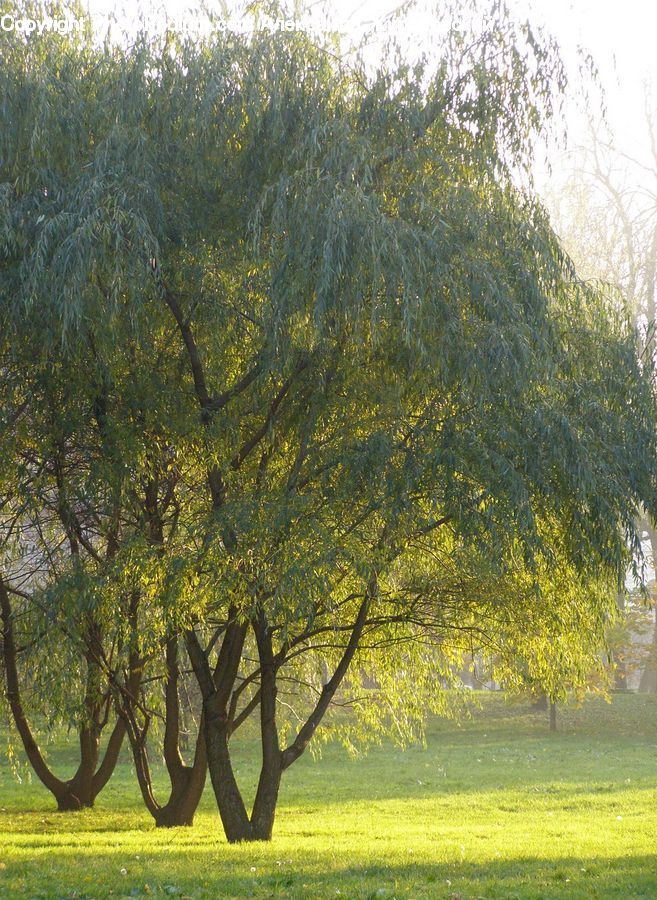 Plant, Tree, Willow, Field, Grass, Grassland, Conifer