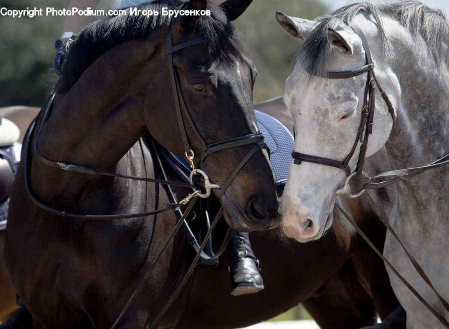 Animal, Horse, Mammal, Equestrian, Person, Colt Horse, Foal