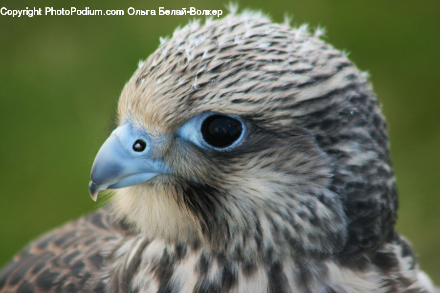 Beak, Bird, Buzzard, Harrier, Hawk, Vulture