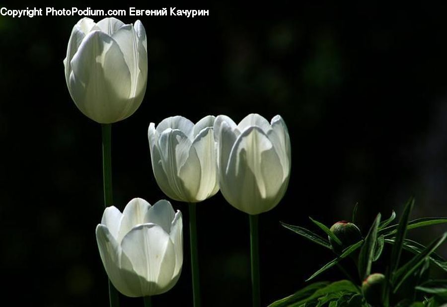 Blossom, Flora, Flower, Plant, Tulip, Conifer, Tree