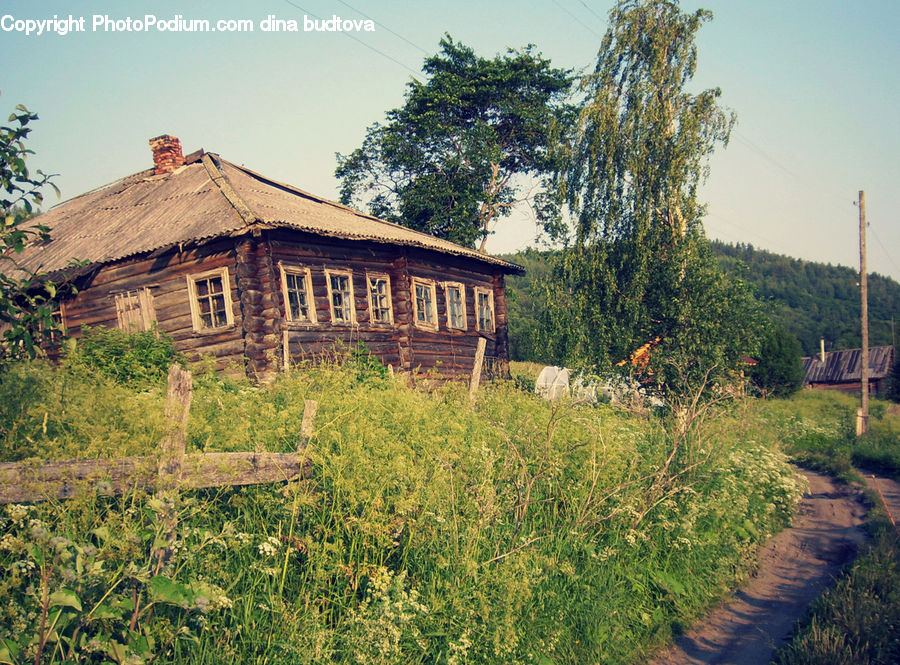 Building, Cottage, Housing, Dirt Road, Gravel, Road, Conifer