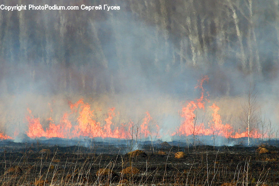 Forest Fire, Field, Grass, Grassland, Plant