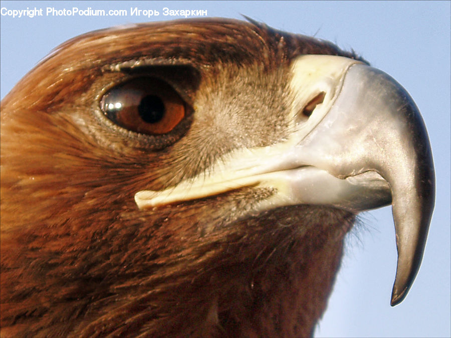 Beak, Bird, Eagle, Head, Portrait