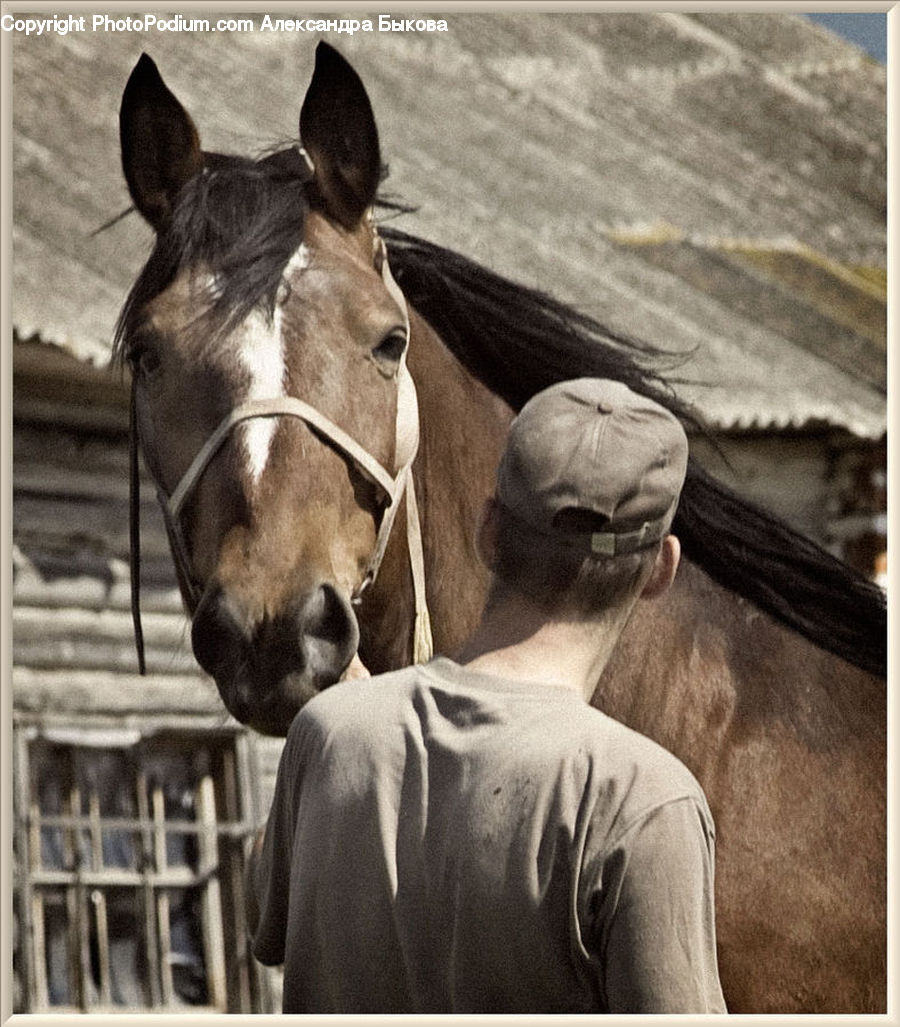 Animal, Equestrian, Horse, Person, Colt Horse