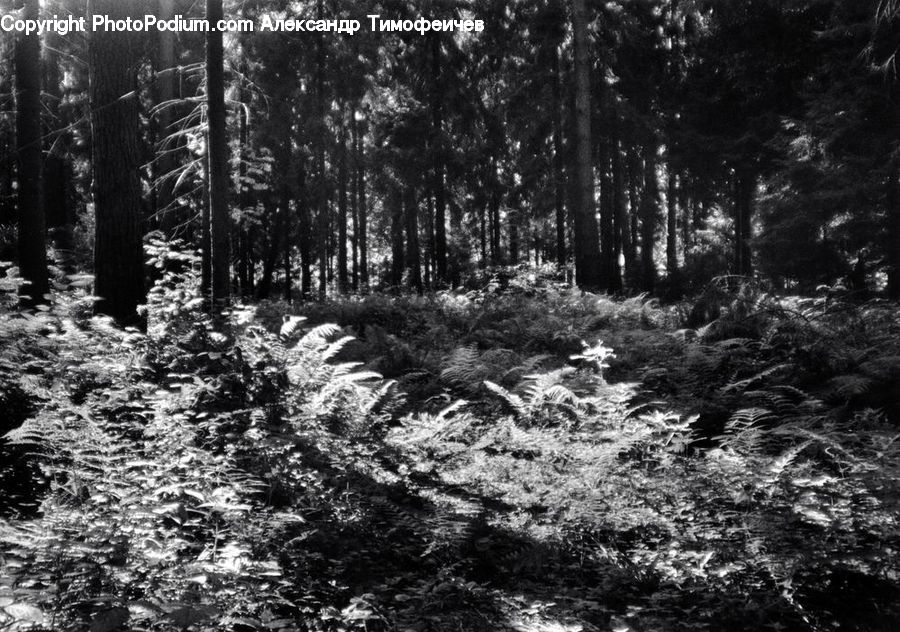 Forest, Vegetation, Grove, Land, Fir, Conifer, Plant